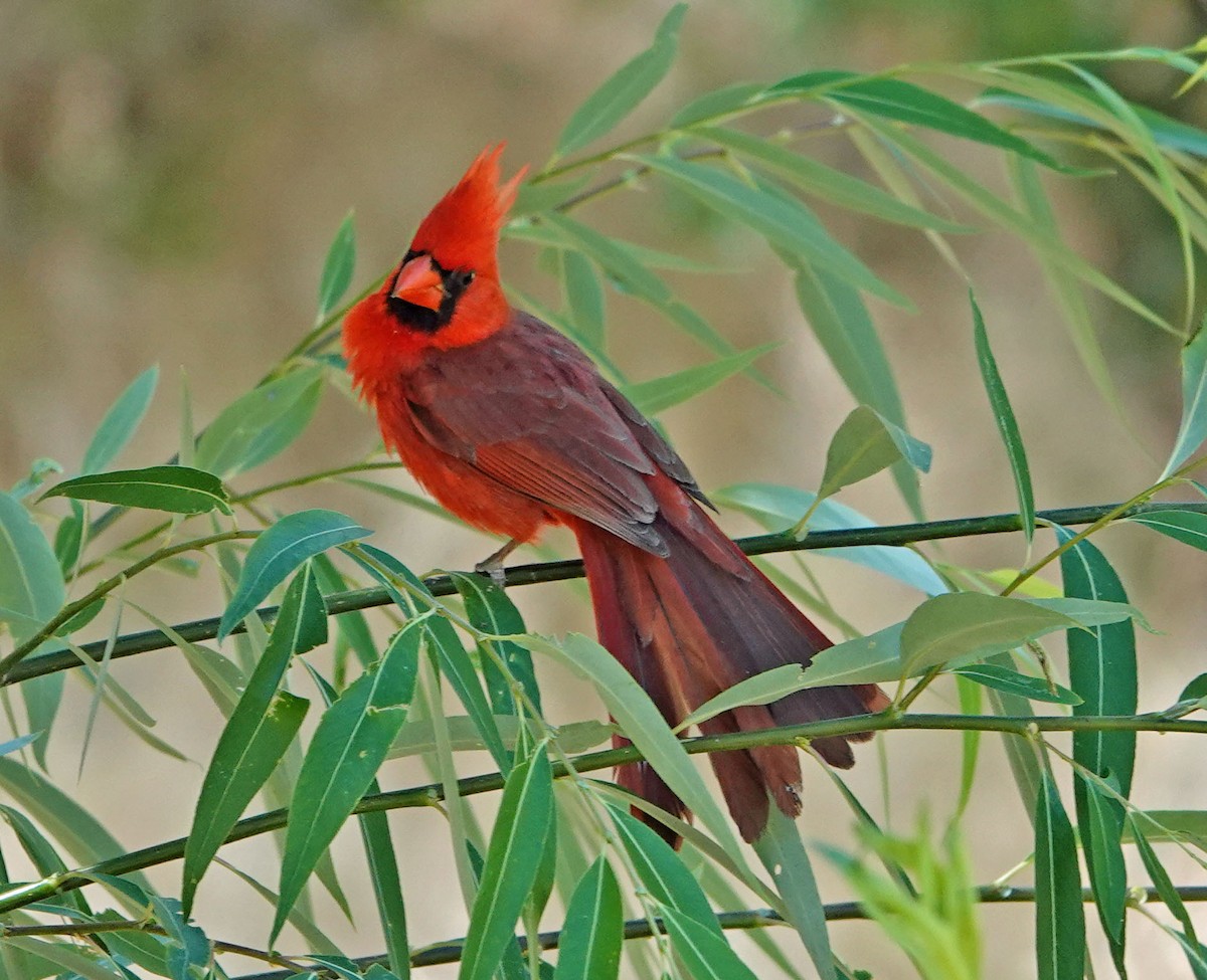 Northern Cardinal - ML620314138