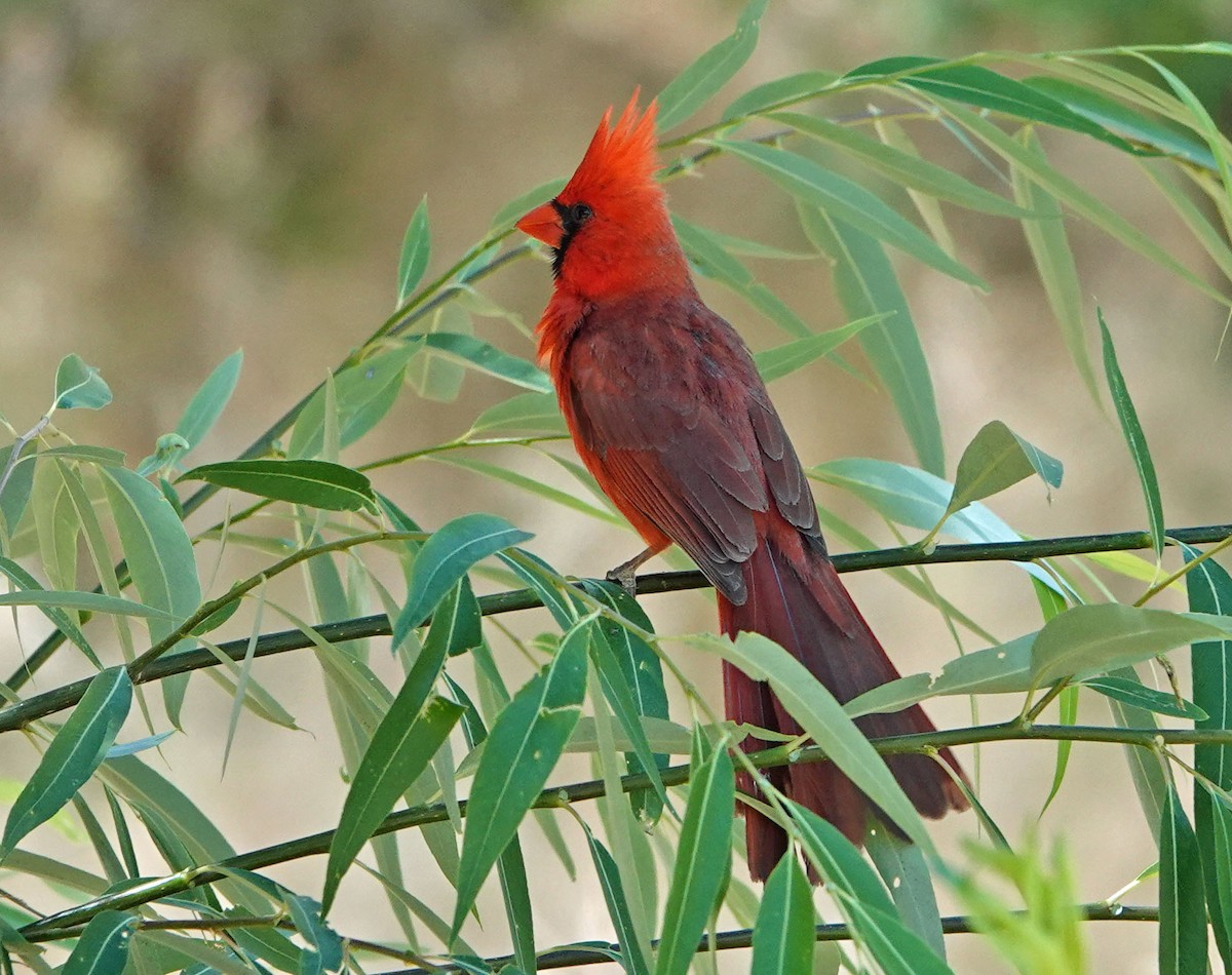 Northern Cardinal - ML620314139