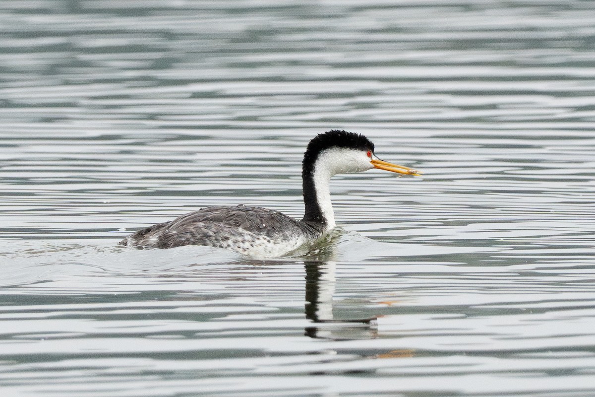 Clark's Grebe - ML620314145