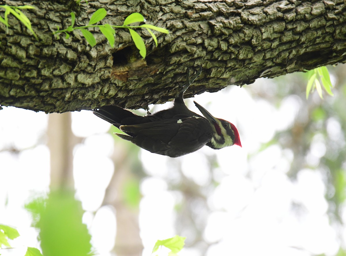 Pileated Woodpecker - ML620314146