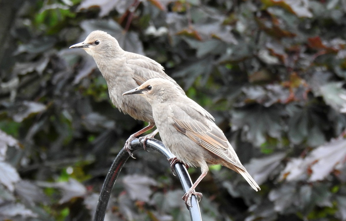 European Starling - ML620314150