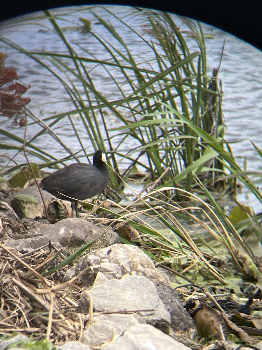 American Coot - ML620314158