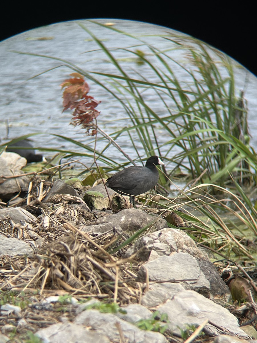 American Coot - ML620314159