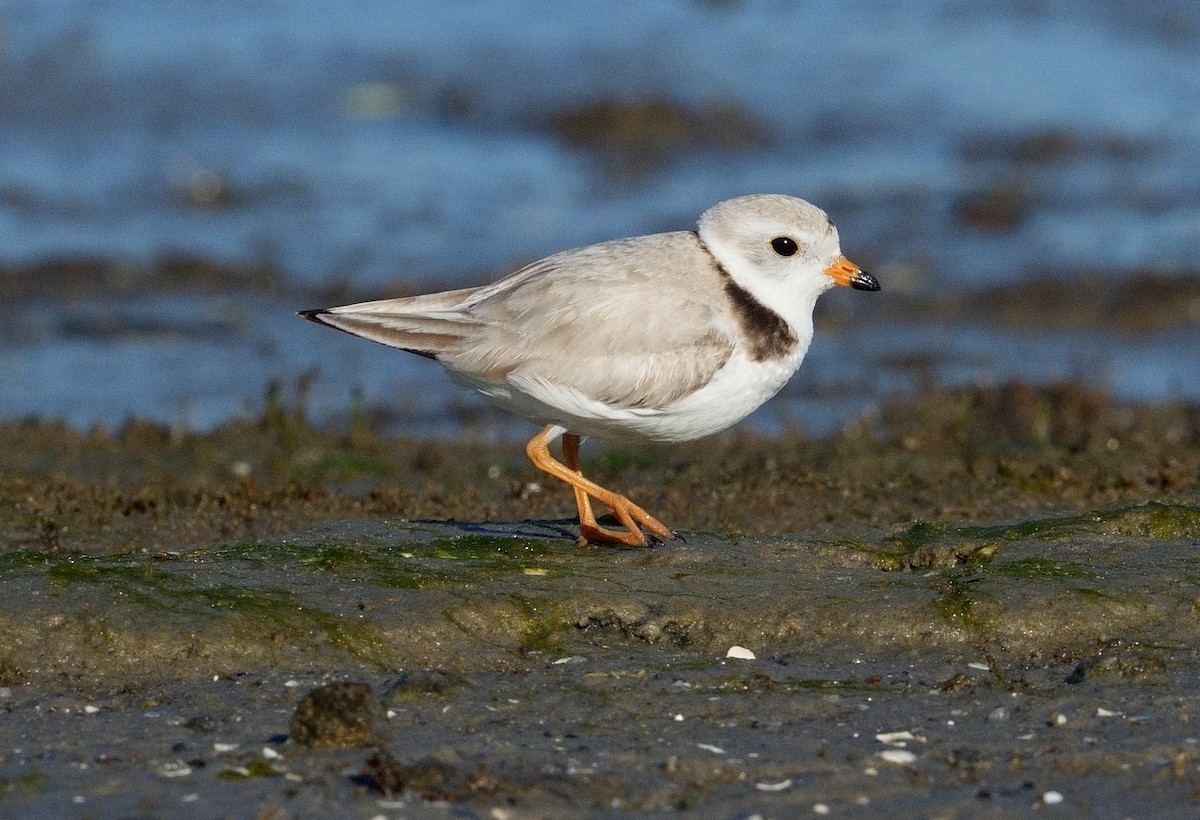 Piping Plover - ML620314161