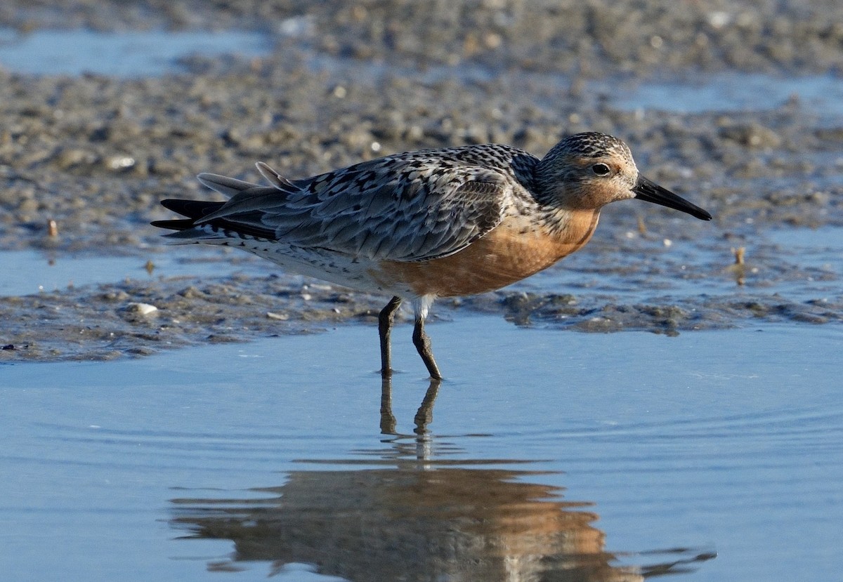 Red Knot - ML620314164