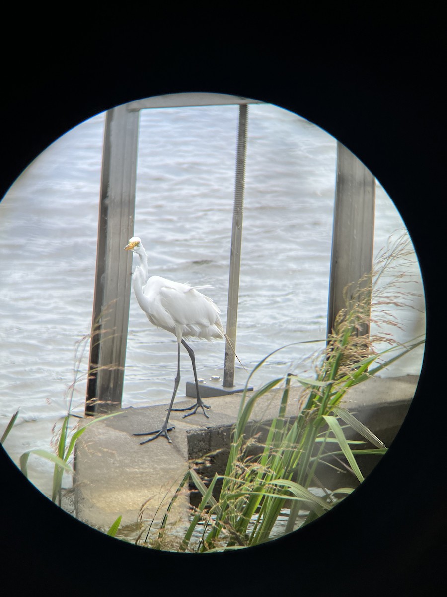 Great Egret - ML620314166