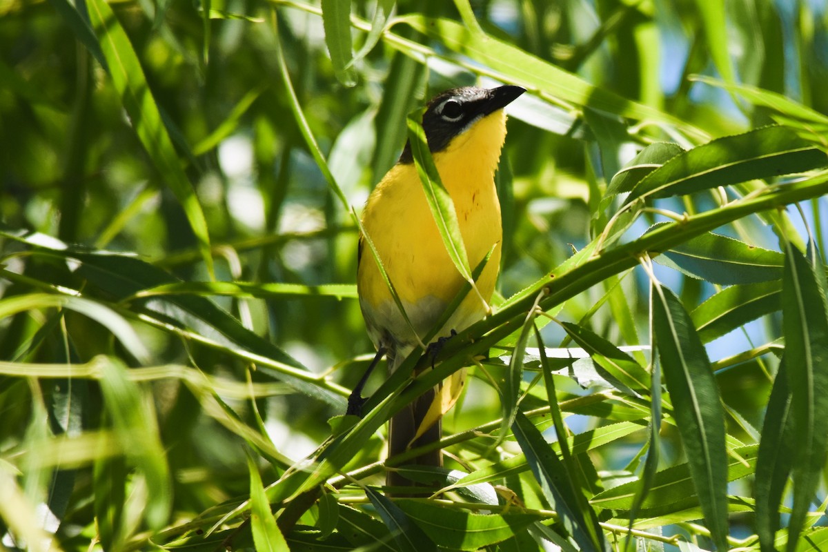 Yellow-breasted Chat - ML620314167