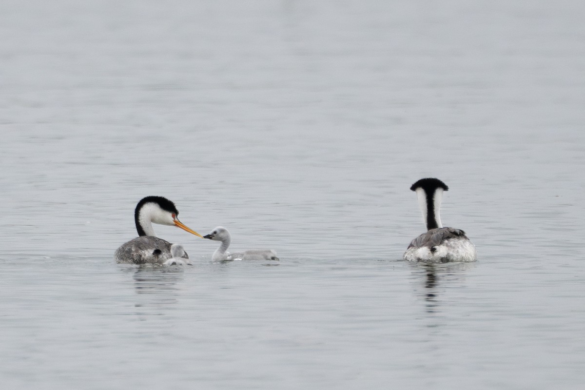 Clark's Grebe - ML620314169