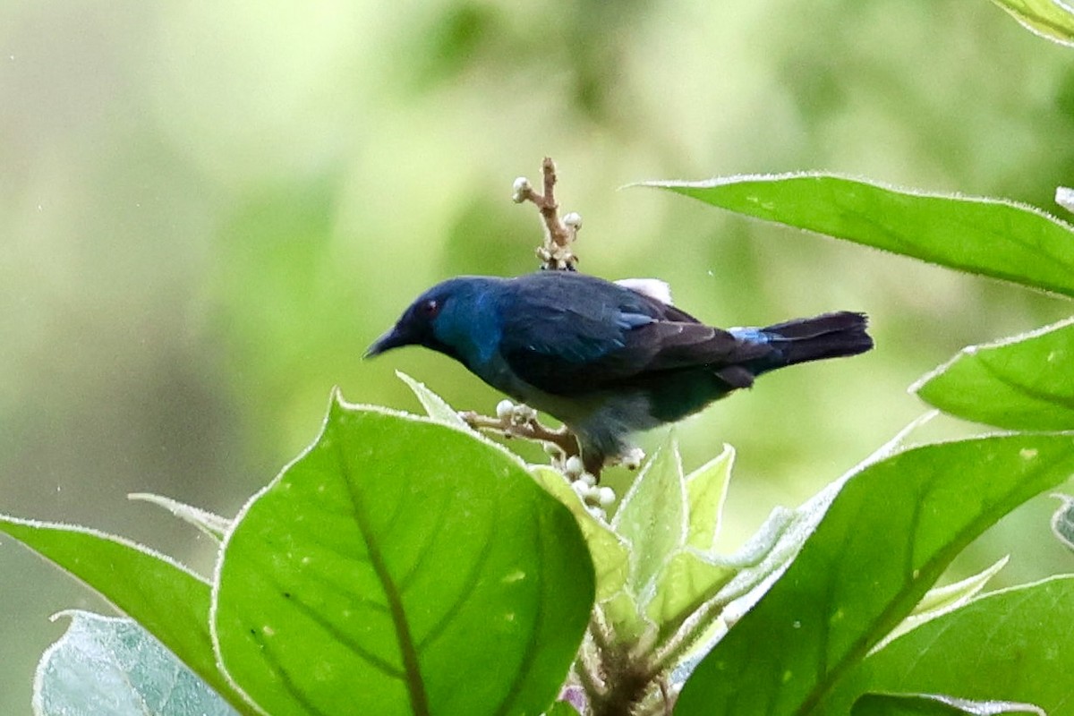 Scarlet-thighed Dacnis - ML620314171