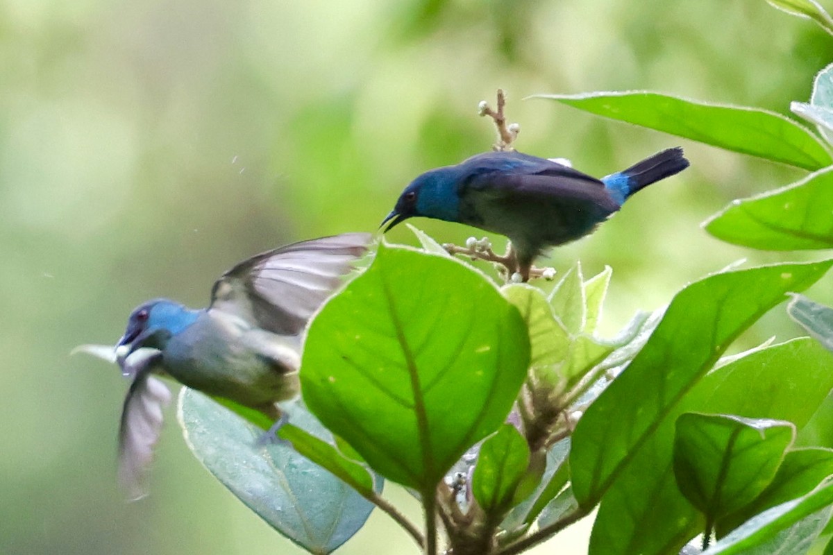 Scarlet-thighed Dacnis - ML620314172