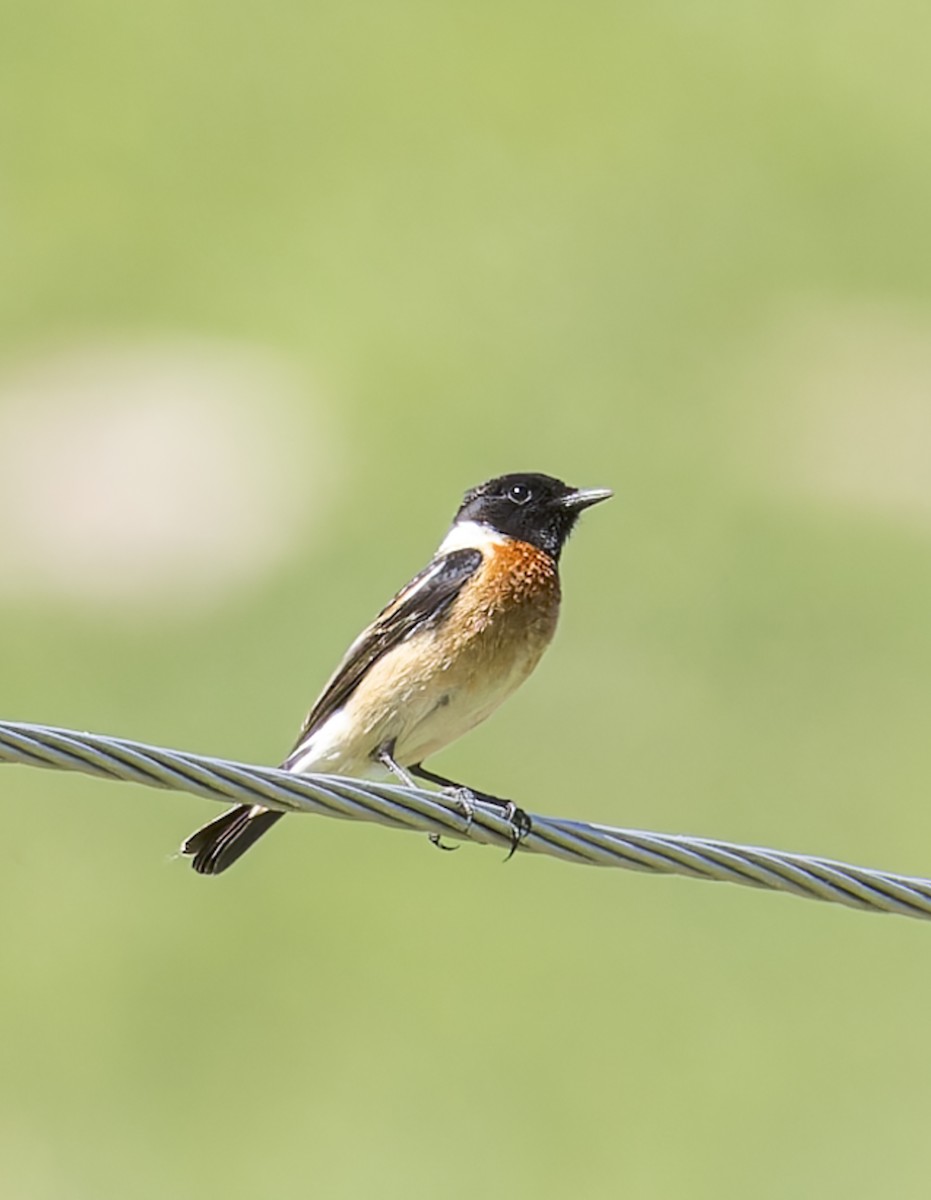 Siberian Stonechat - ML620314178