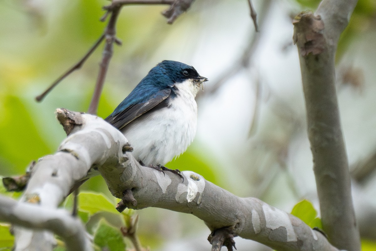 Tree Swallow - ML620314181