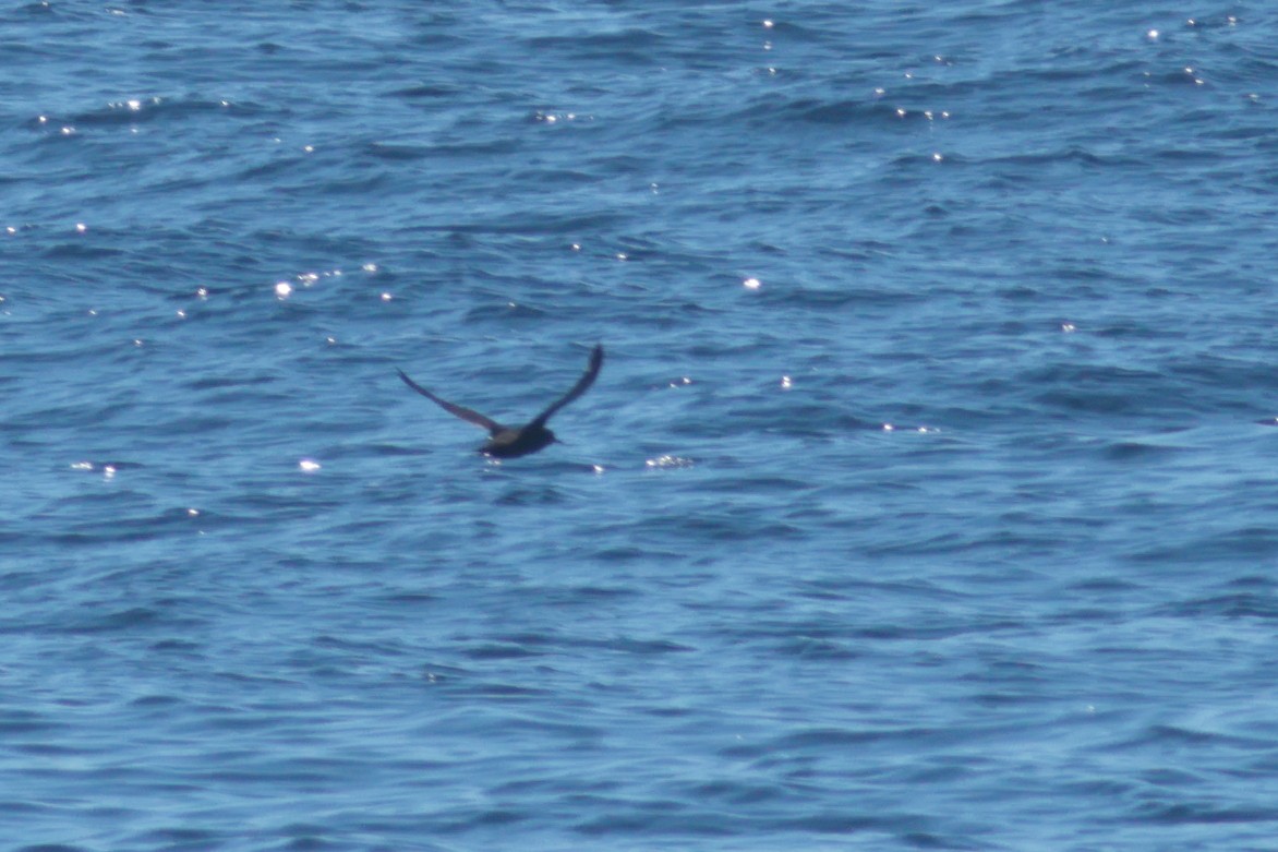 Sooty Shearwater - ML620314196