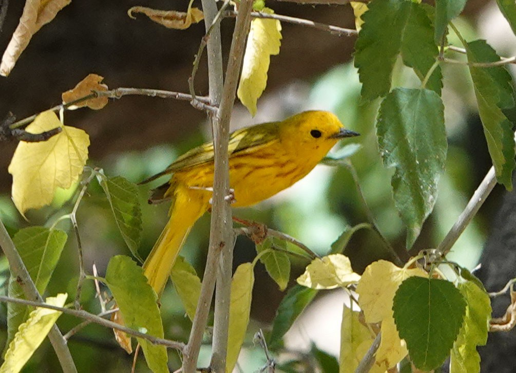 Yellow Warbler - ML620314198