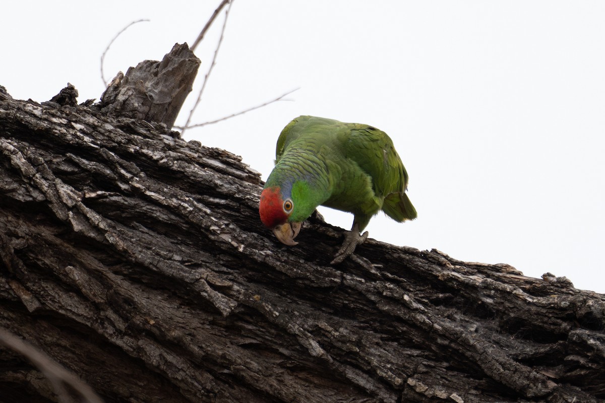 Red-crowned Parrot - ML620314201