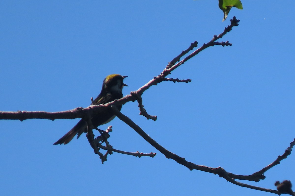 Chestnut-sided Warbler - ML620314212