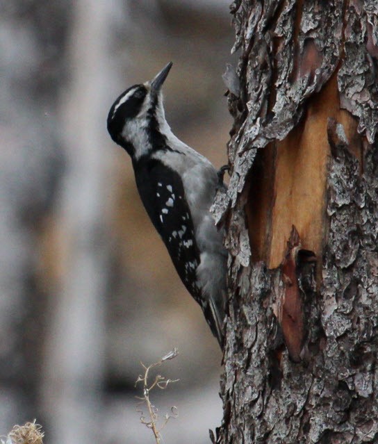 Hairy Woodpecker - Jaren Prokop