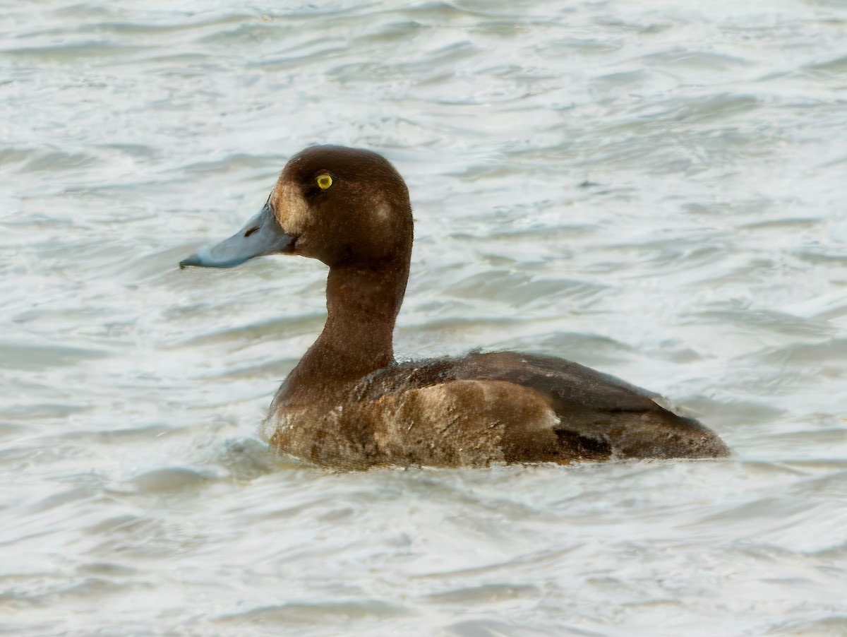 Greater Scaup - ML620314237
