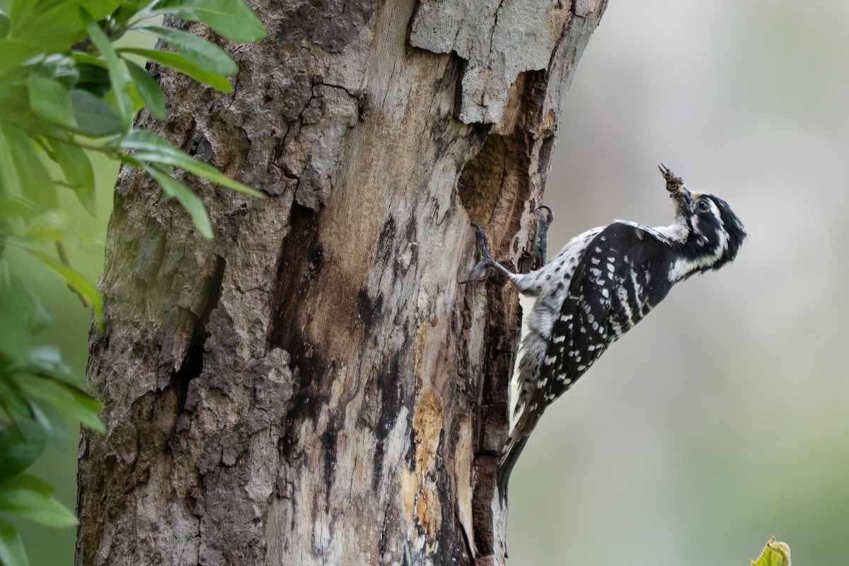 Nuttall's Woodpecker - ML620314238