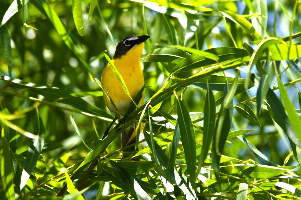 Yellow-breasted Chat - ML620314245