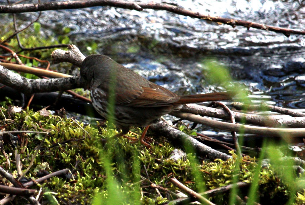 Fox Sparrow - ML620314246