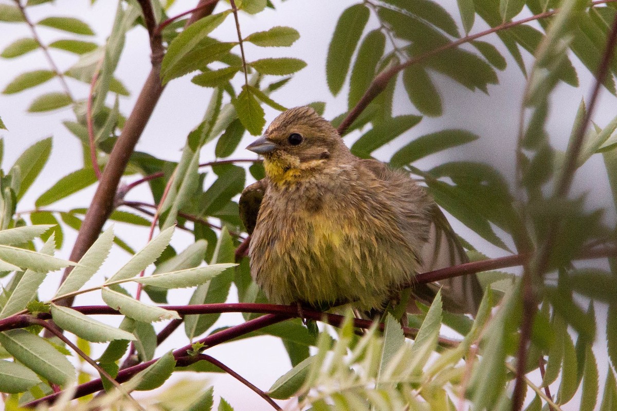 Yellowhammer - ML620314258