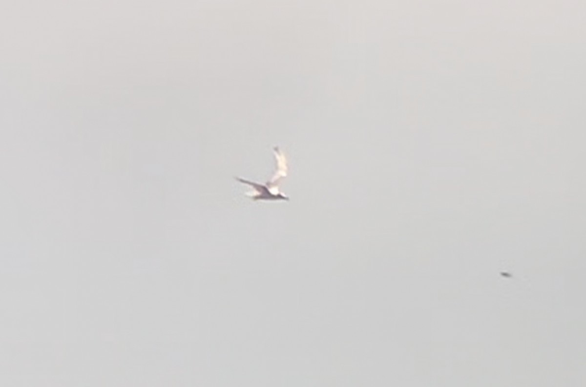 Forster's/Common Tern - ML620314266