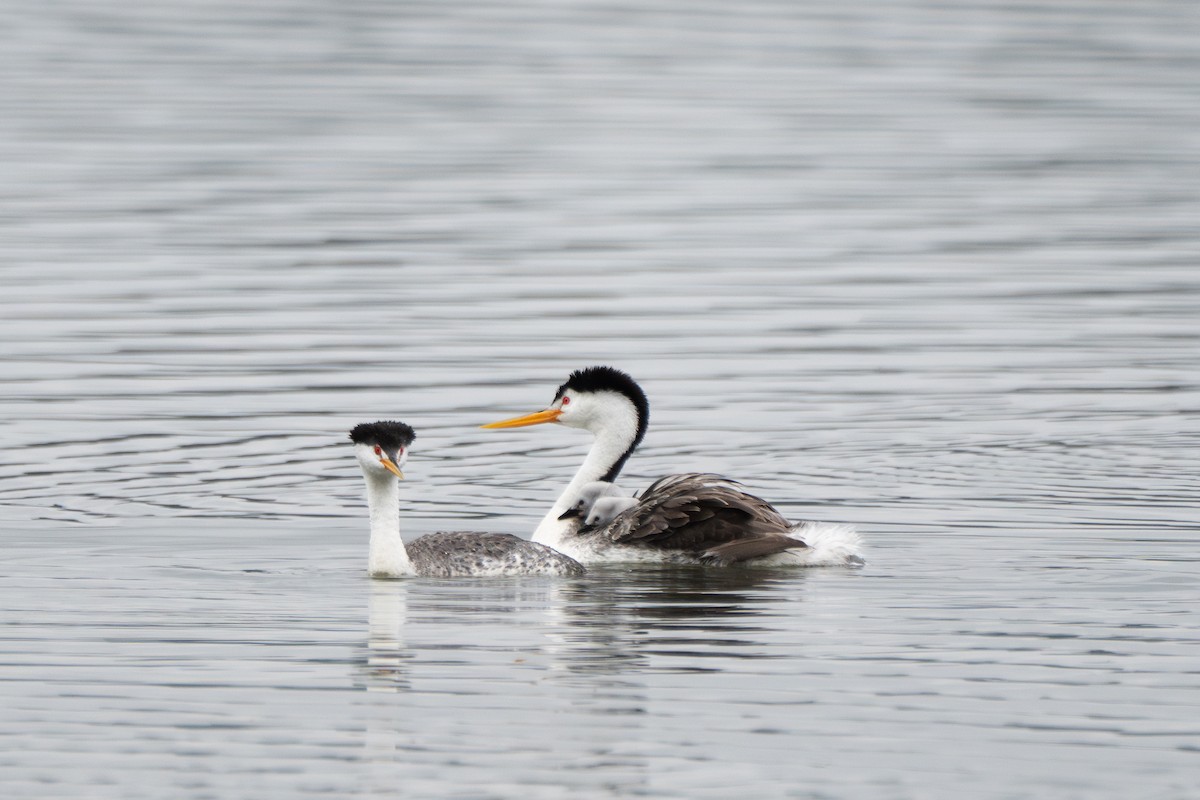 Clark's Grebe - ML620314273