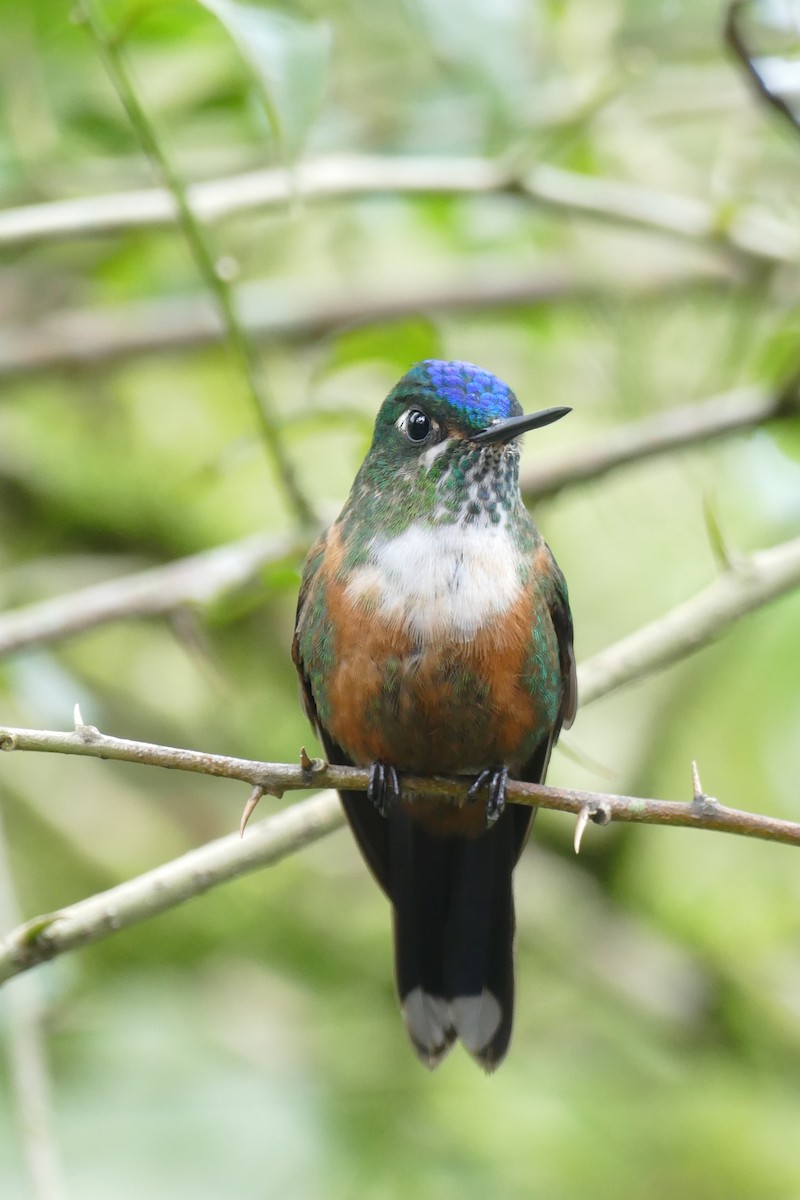 Violet-tailed Sylph - ML620314296