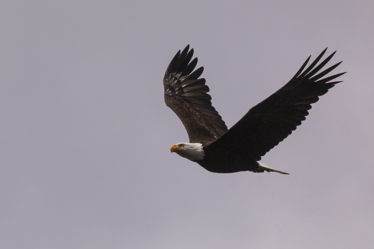 Bald Eagle - ML620314298