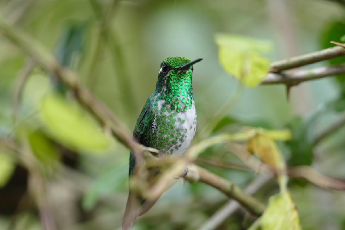 Colibrí de Raquetas Faldiblanco - ML620314299