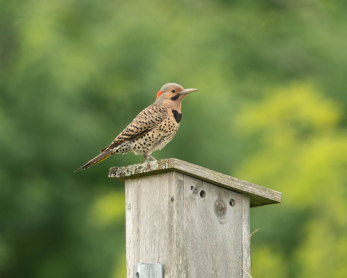 Northern Flicker - ML620314301