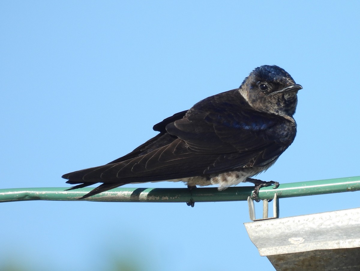 Purple Martin - ML620314303