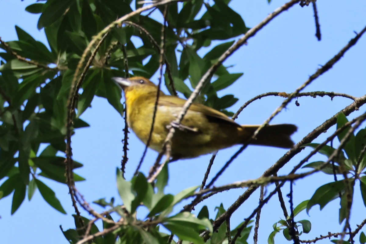 Black-and-yellow Tanager - ML620314304