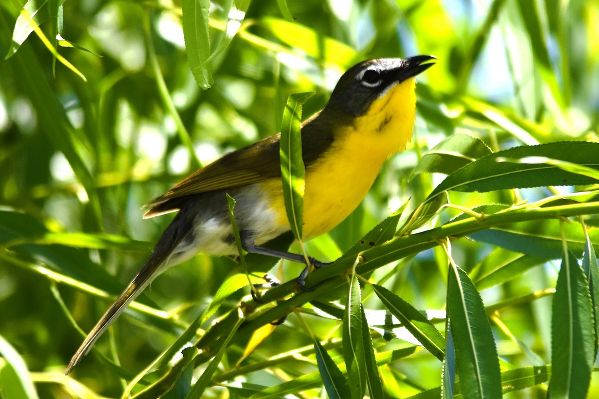 Yellow-breasted Chat - ML620314305