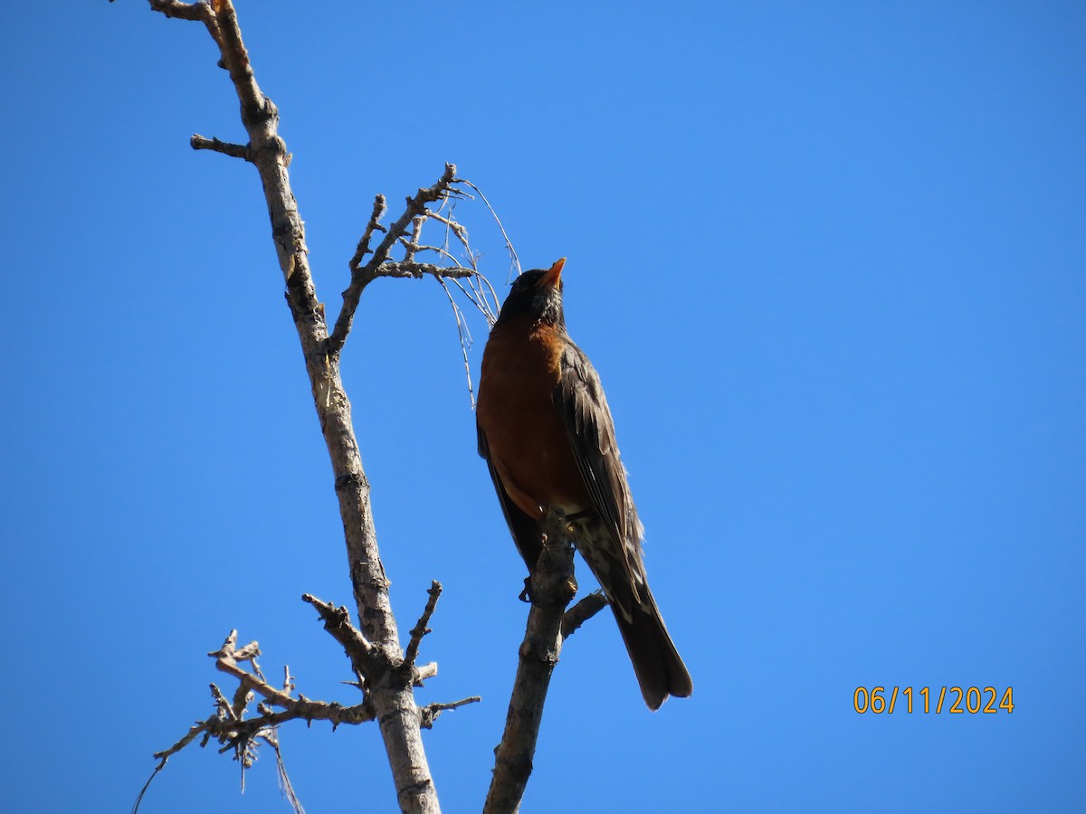 American Robin - ML620314307