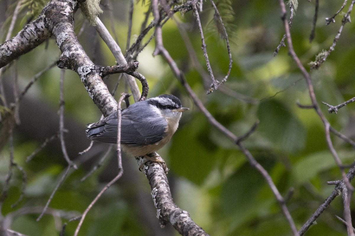 Red-breasted Nuthatch - ML620314311