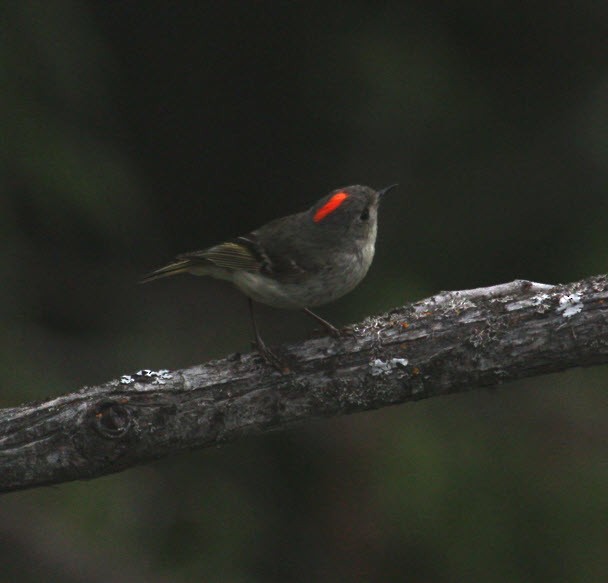 Ruby-crowned Kinglet - ML620314312