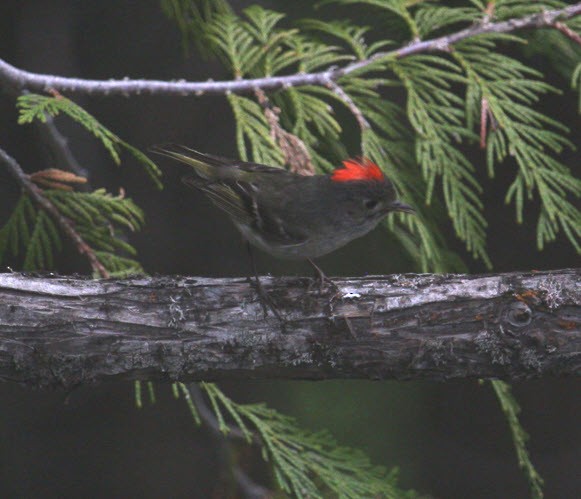 Ruby-crowned Kinglet - ML620314313