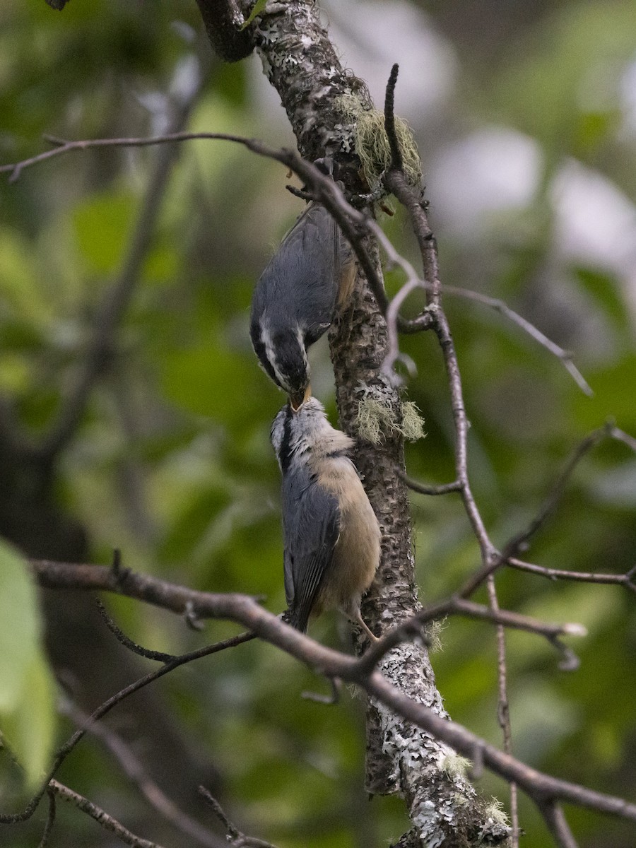 Red-breasted Nuthatch - Sage P