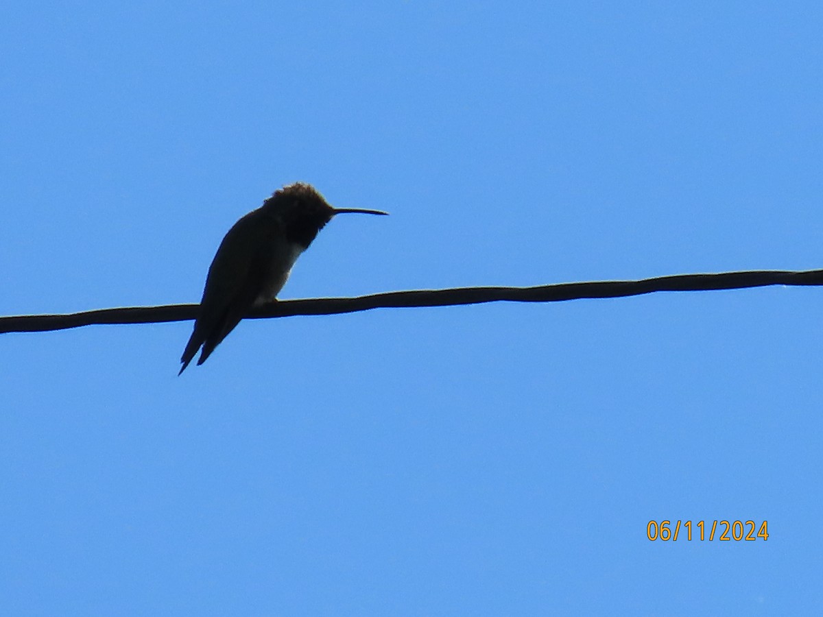 Black-chinned Hummingbird - ML620314321