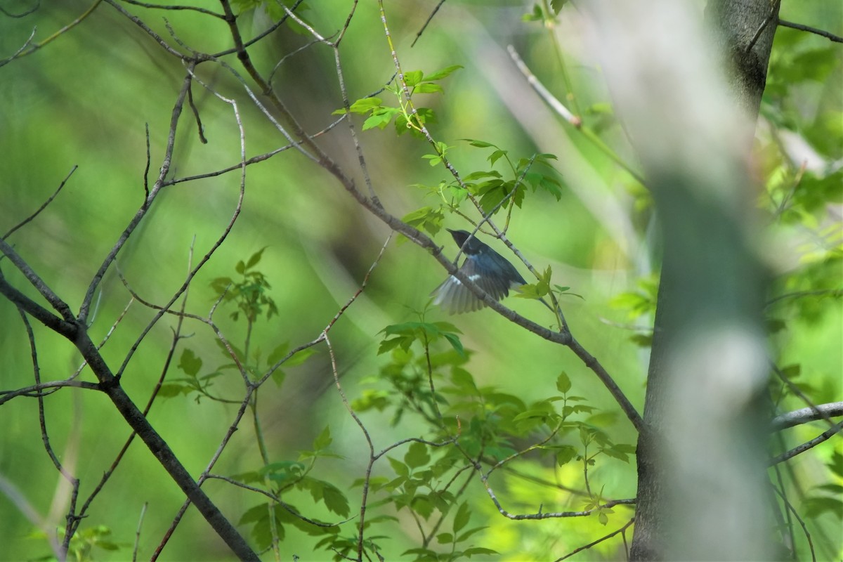 Black-throated Blue Warbler - Ian Langlois Vaillancourt