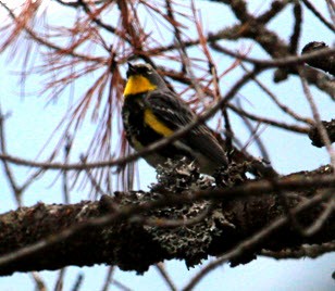 Yellow-rumped Warbler - ML620314328