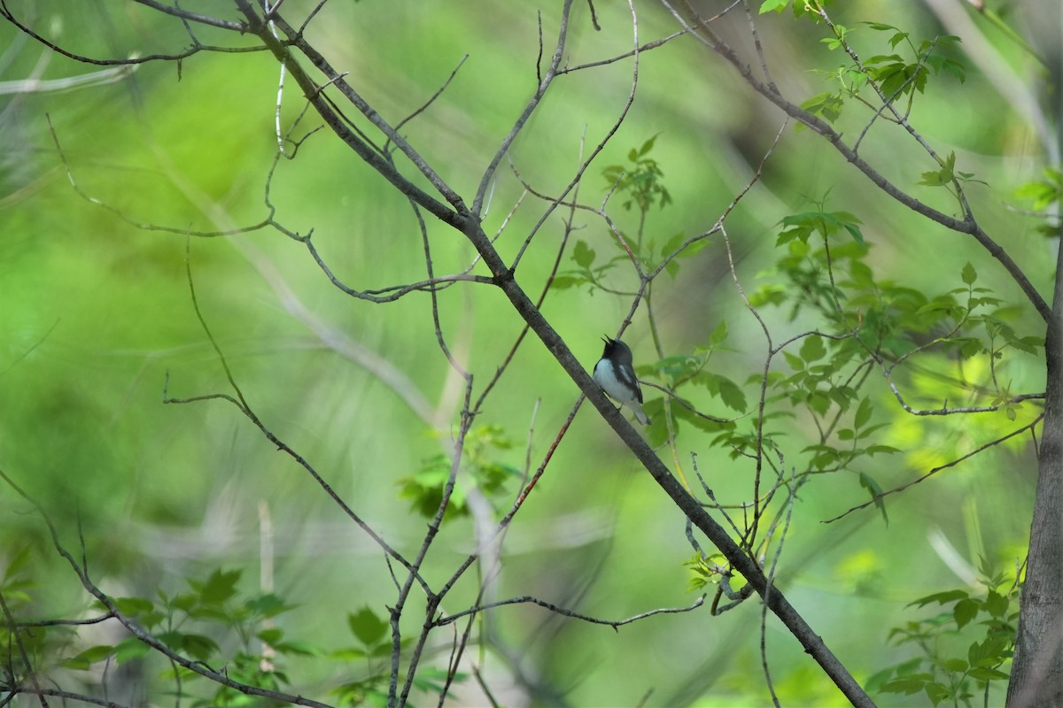 Black-throated Blue Warbler - ML620314330