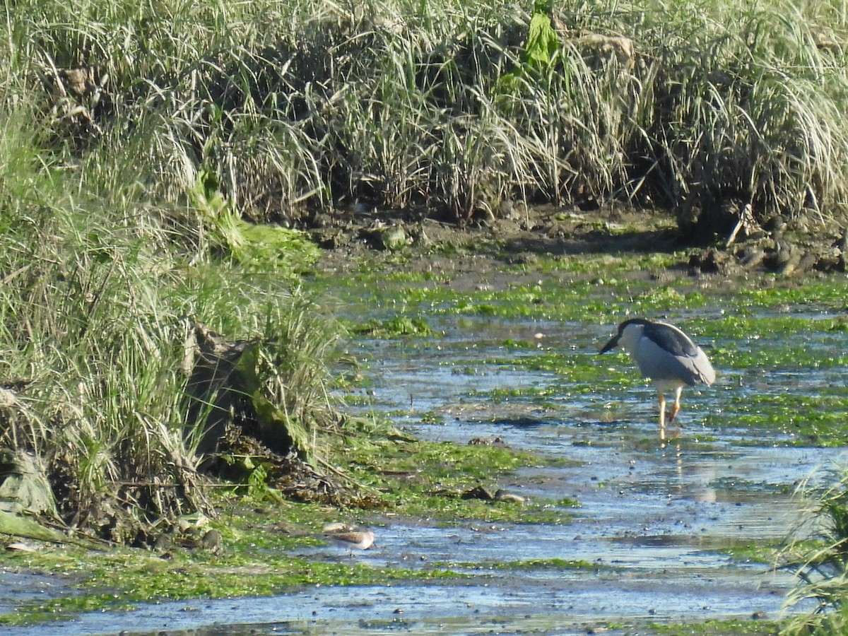 Black-crowned Night Heron - ML620314331