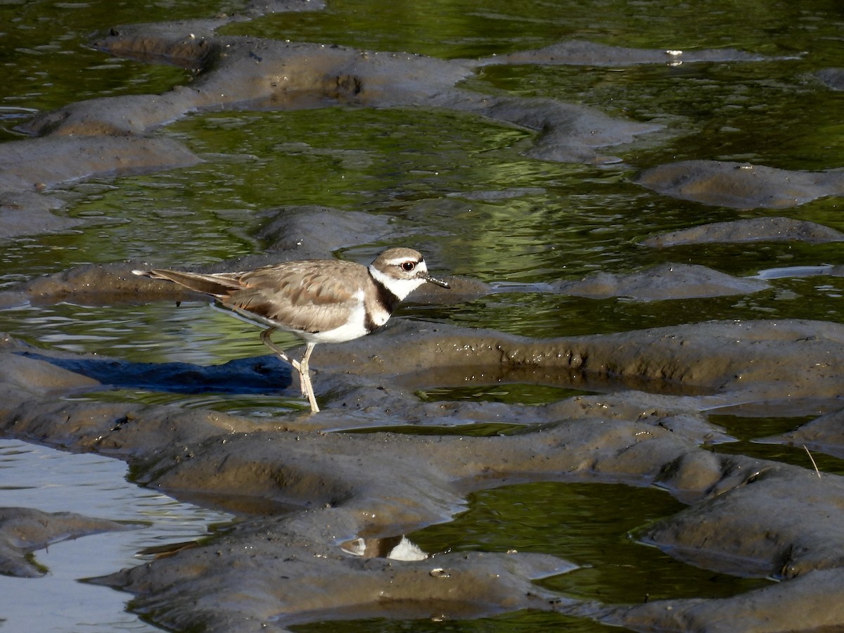 Killdeer - ML620314338