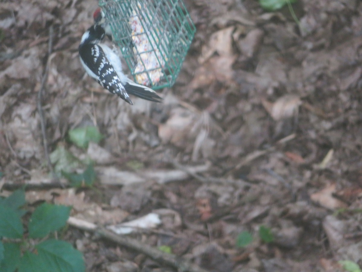 Downy Woodpecker - ML620314339