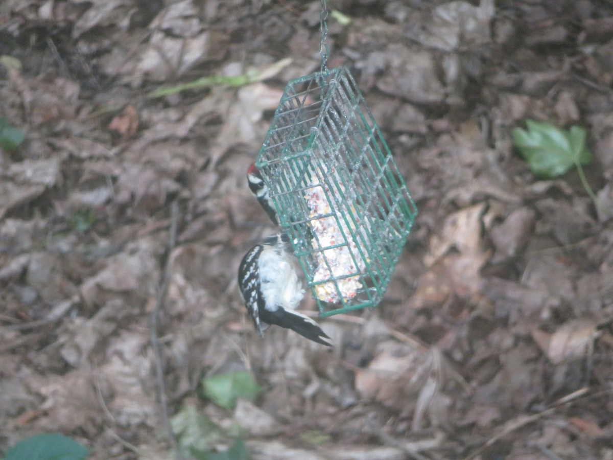 Downy Woodpecker - ML620314340