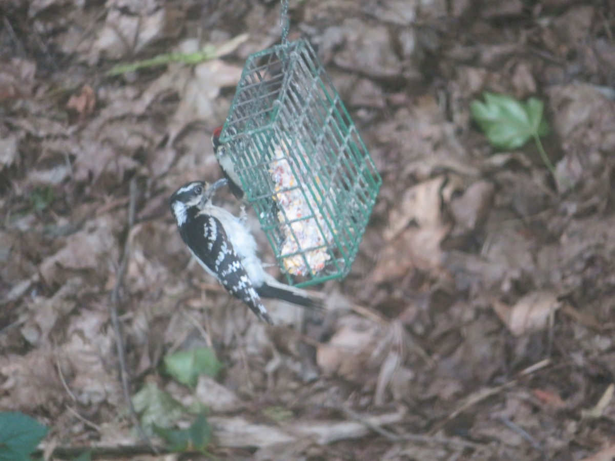 Downy Woodpecker - ML620314342