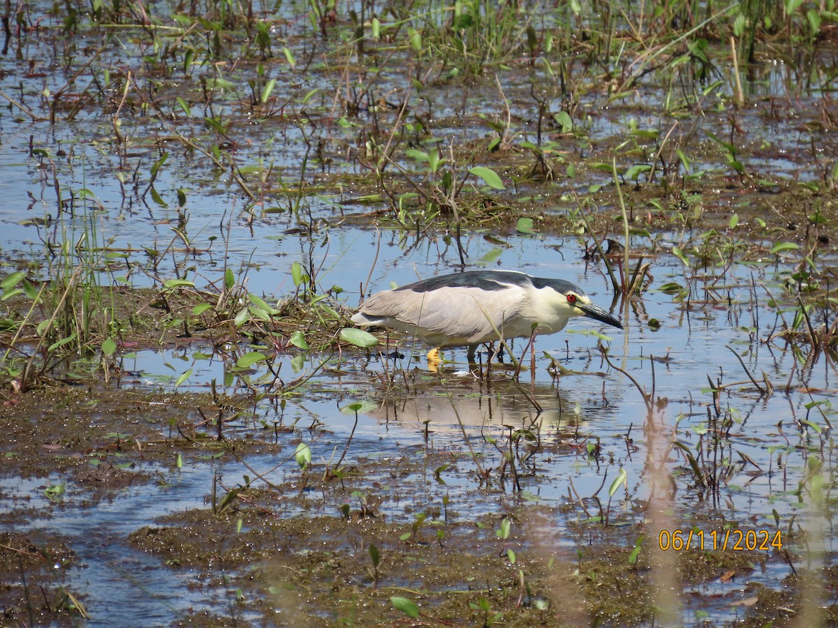 Black-crowned Night Heron - ML620314347